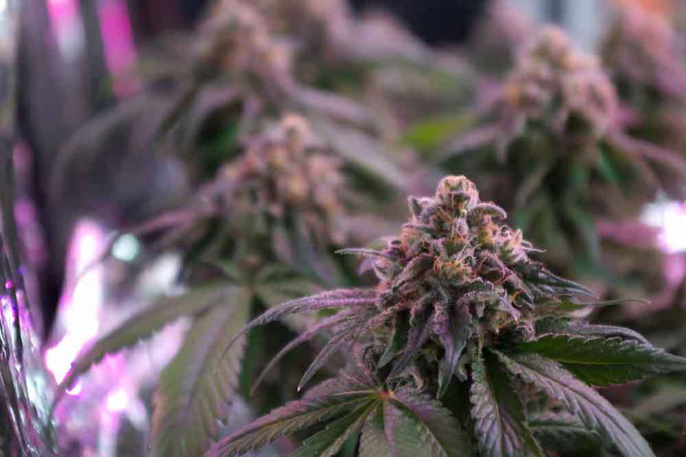 Advantages of Growing Marijuana Seeds with CFL Lights