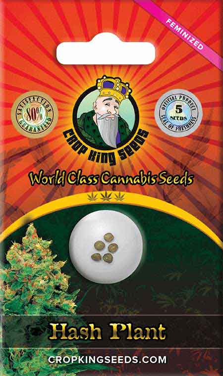 Hash Plant Feminized  Marijuana Seeds, Crop King Seeds