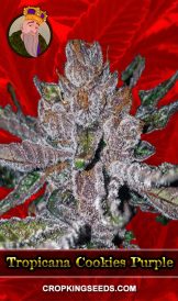 Tropicana Cookies Purple Feminized Marijuana Seeds