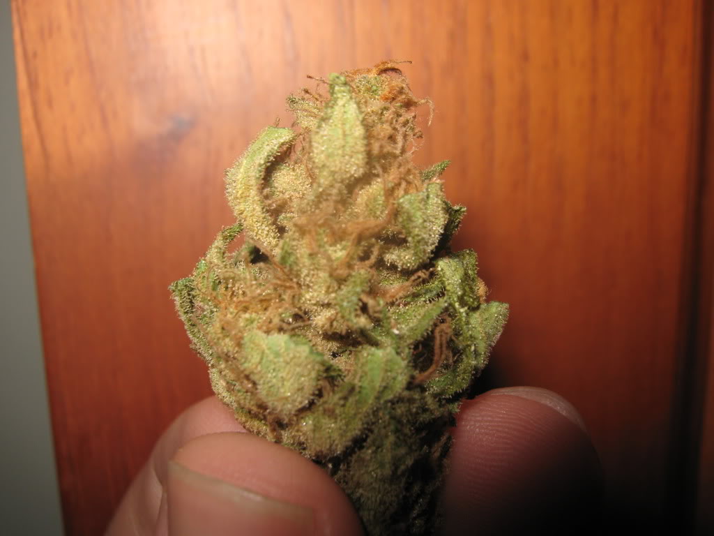 What You Need To Know About Birthday Cake Strain   How To Dry And Cure Weed 