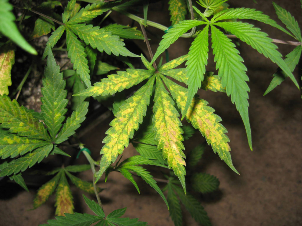 Potassium Deficiency: Weed Problems Growers Shoul Know About