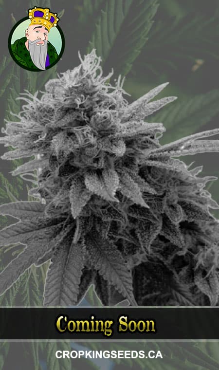 Buy Auto CBD Jack Herer (1:1) Strain Marijuana Seeds Online