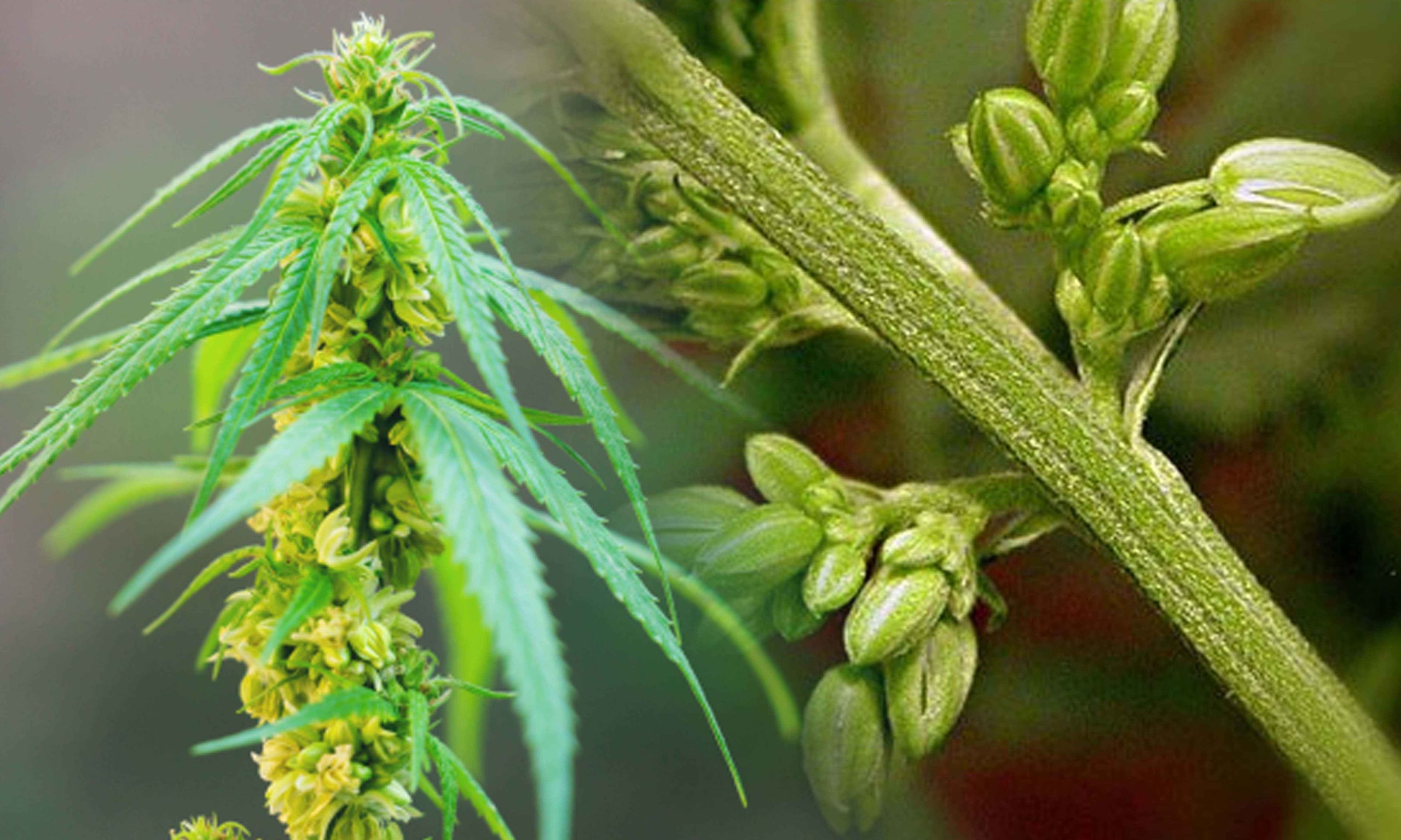 Male Cannabis Plants | Crop King Seeds