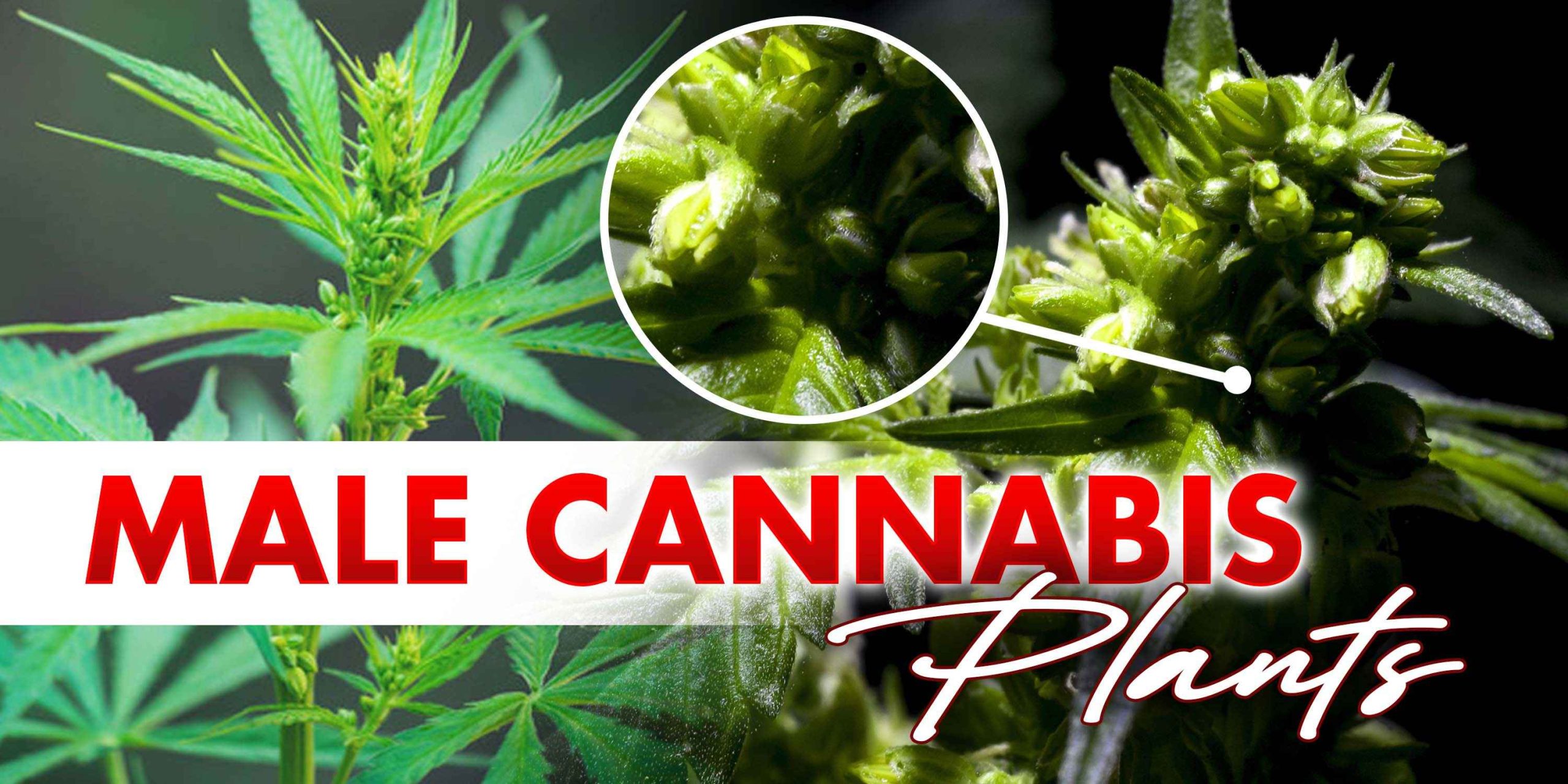 Male Cannabis Plants | Crop King Seeds