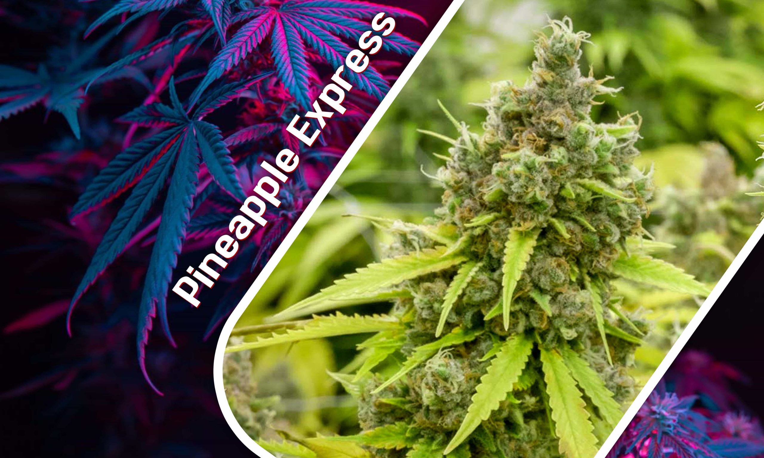 Exploring Exotic Strains Of Cannabis Pic Pineapple Express Min Scaled, Crop King Seeds