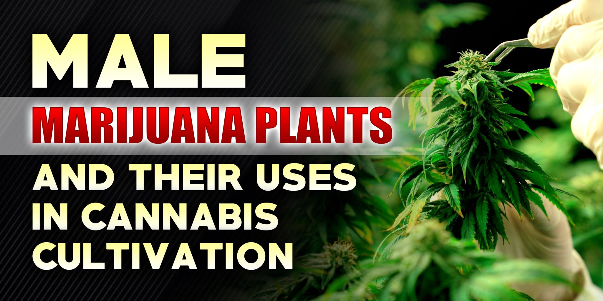 Male Marijuana Plants and Their Uses in Cannabis Cultivation | Crop ...