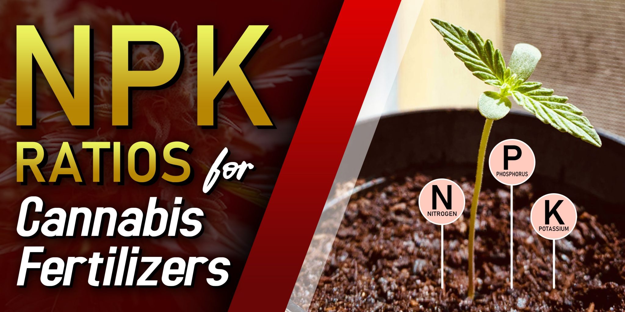 NPK Ratios for Cannabis Fertilizers Crop King Seeds