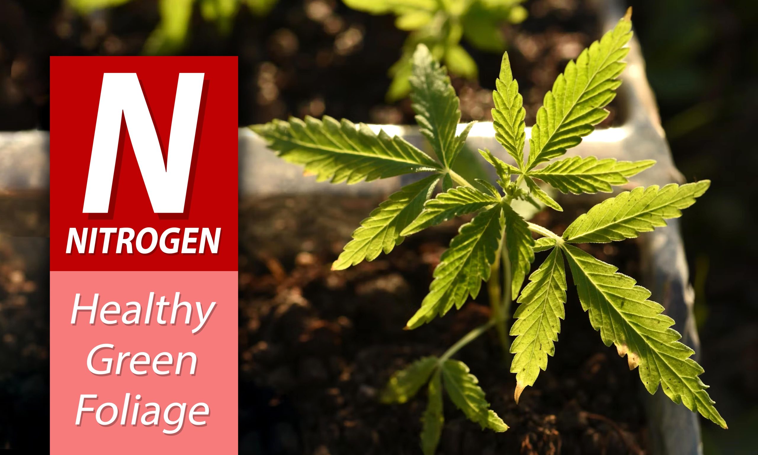 NPK Ratios For Cannabis Fertilizers Pic Nitrogen Min Scaled, Crop King Seeds