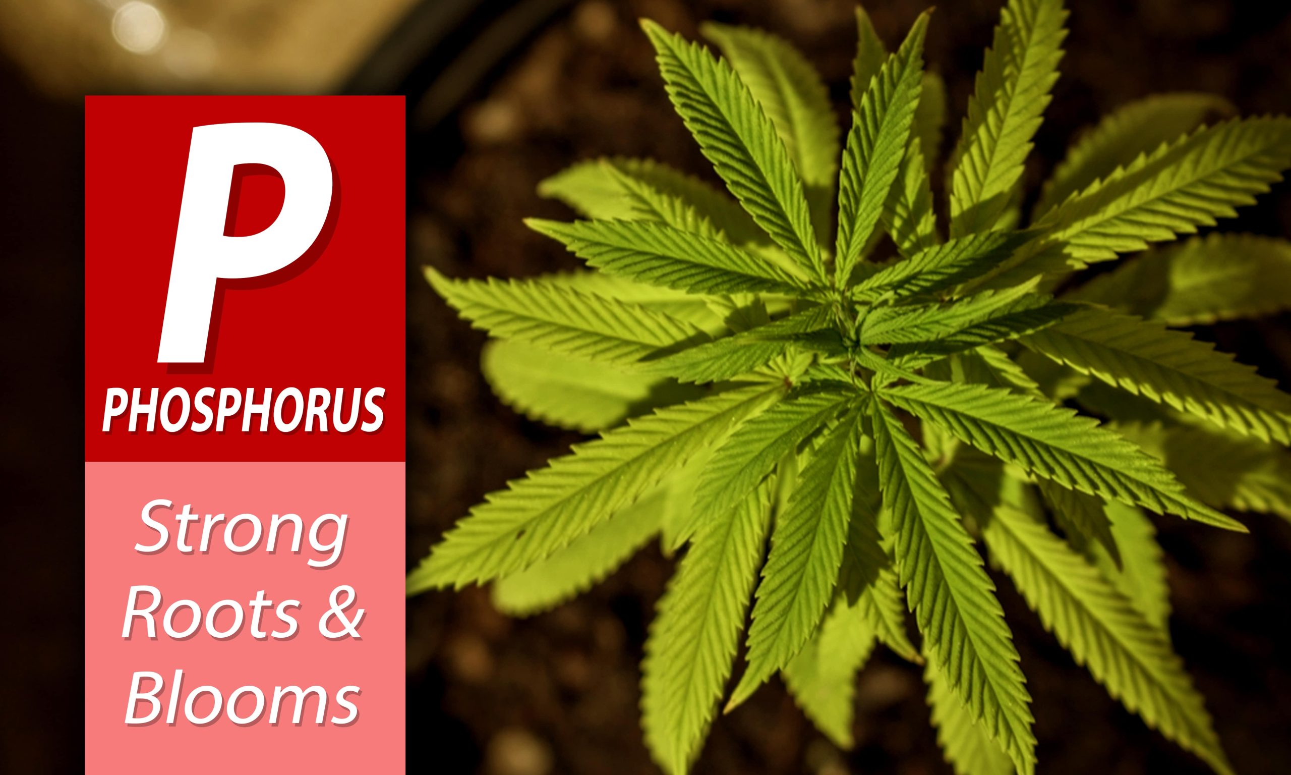 NPK Ratios For Cannabis Fertilizers Pic Phosphorus Min Scaled, Crop King Seeds