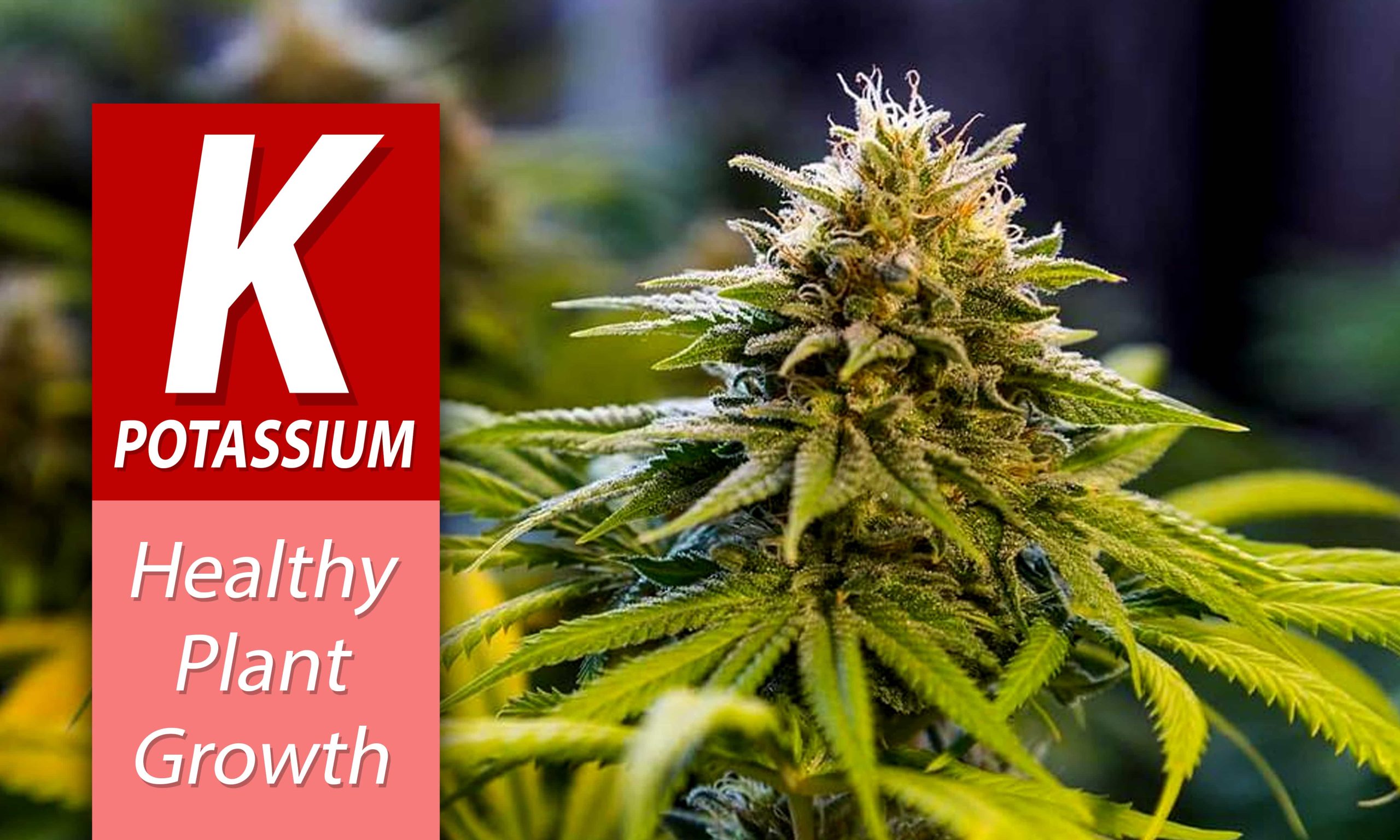 NPK Ratios For Cannabis Fertilizers Pic Potassium Min Scaled, Crop King Seeds