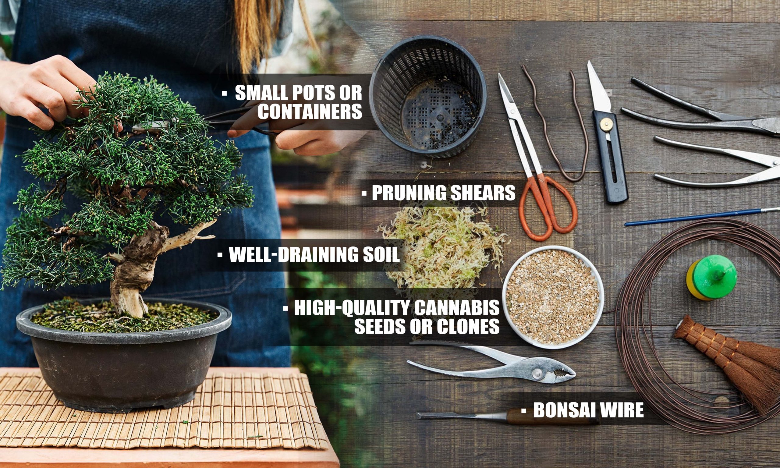 Mastering Cannabis Bonsai Getting Started Essential Tools And Materials Scaled, Crop King Seeds