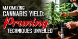 Maximizing Cannabis Yield Pruning Techniques Unveiled