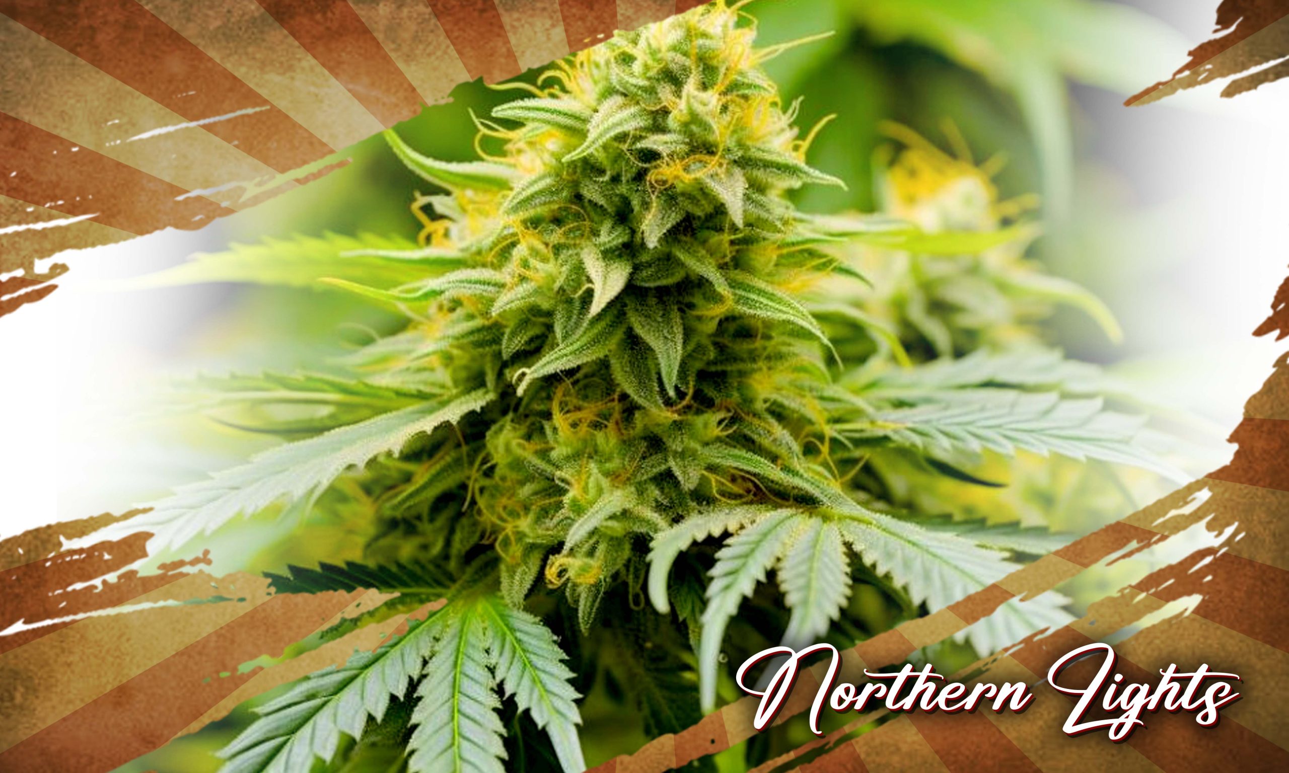 The Legacy Of Retro Cannabis Strains From The 90s Pic Northern Lights Scaled, Crop King Seeds