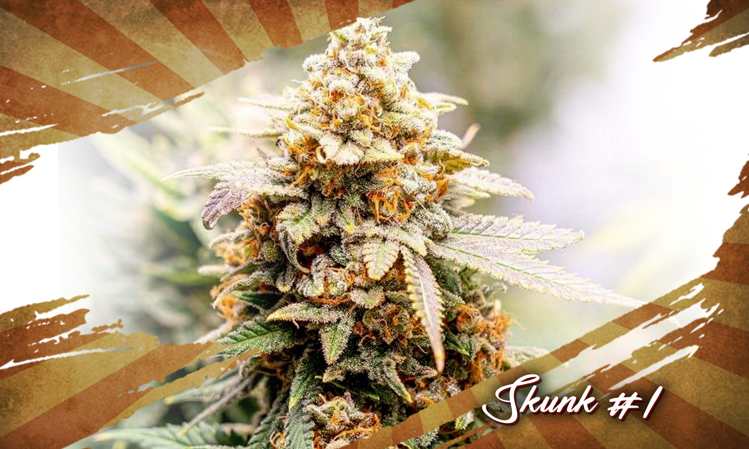 The Legacy Of Retro Cannabis Strains From The 90s Pic Skunk 1 Scaled, Crop King Seeds