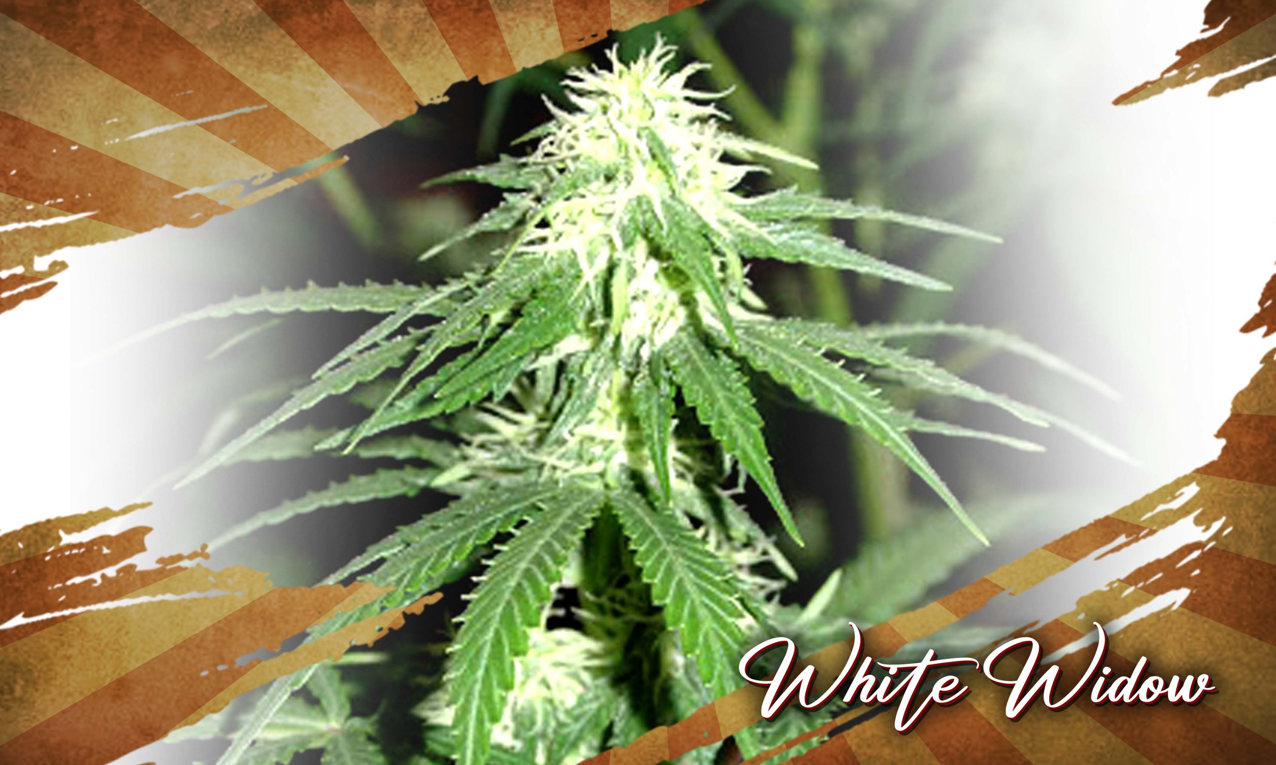 The Legacy Of Retro Cannabis Strains From The 90s Pic White Widow Scaled, Crop King Seeds