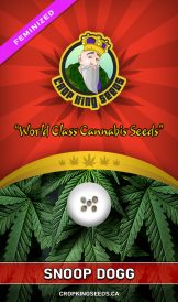 Snoop Dogg Weed Strain Feminized