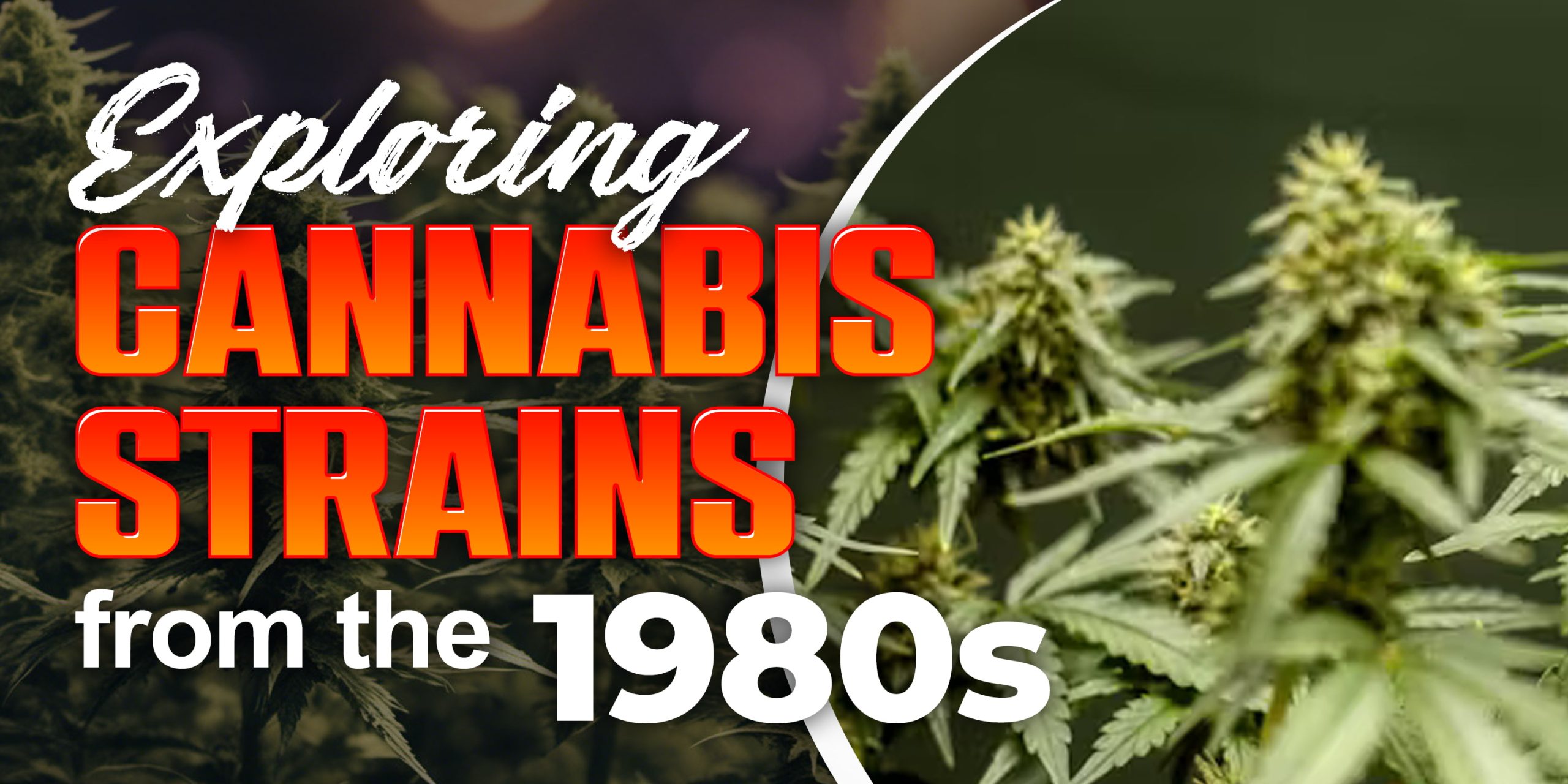 Exploring Cannabis Strains From The 1980s Min Scaled, Crop King Seeds