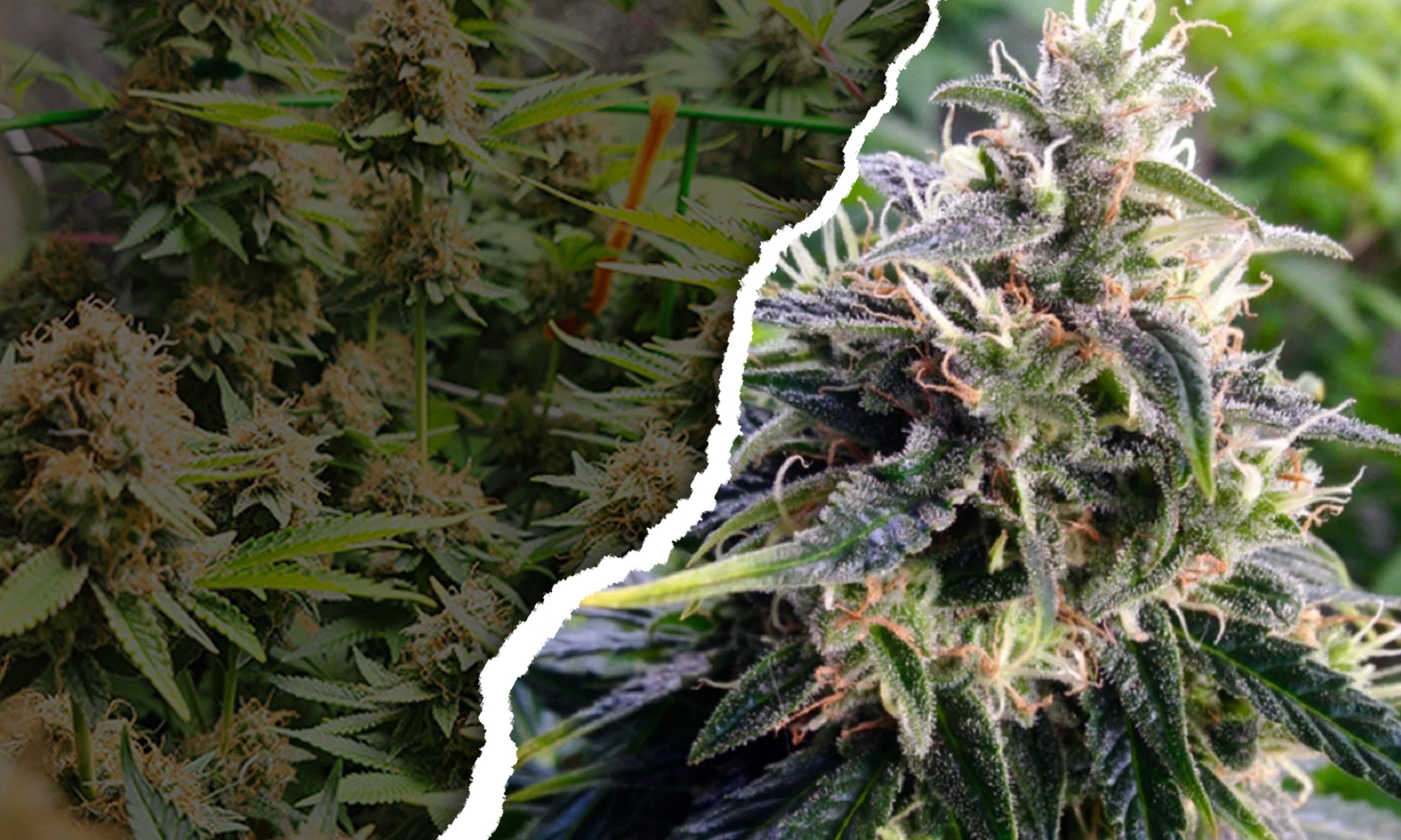 Exploring Cannabis Strains From The 1980s Pic Northern Lights Min Scaled, Crop King Seeds