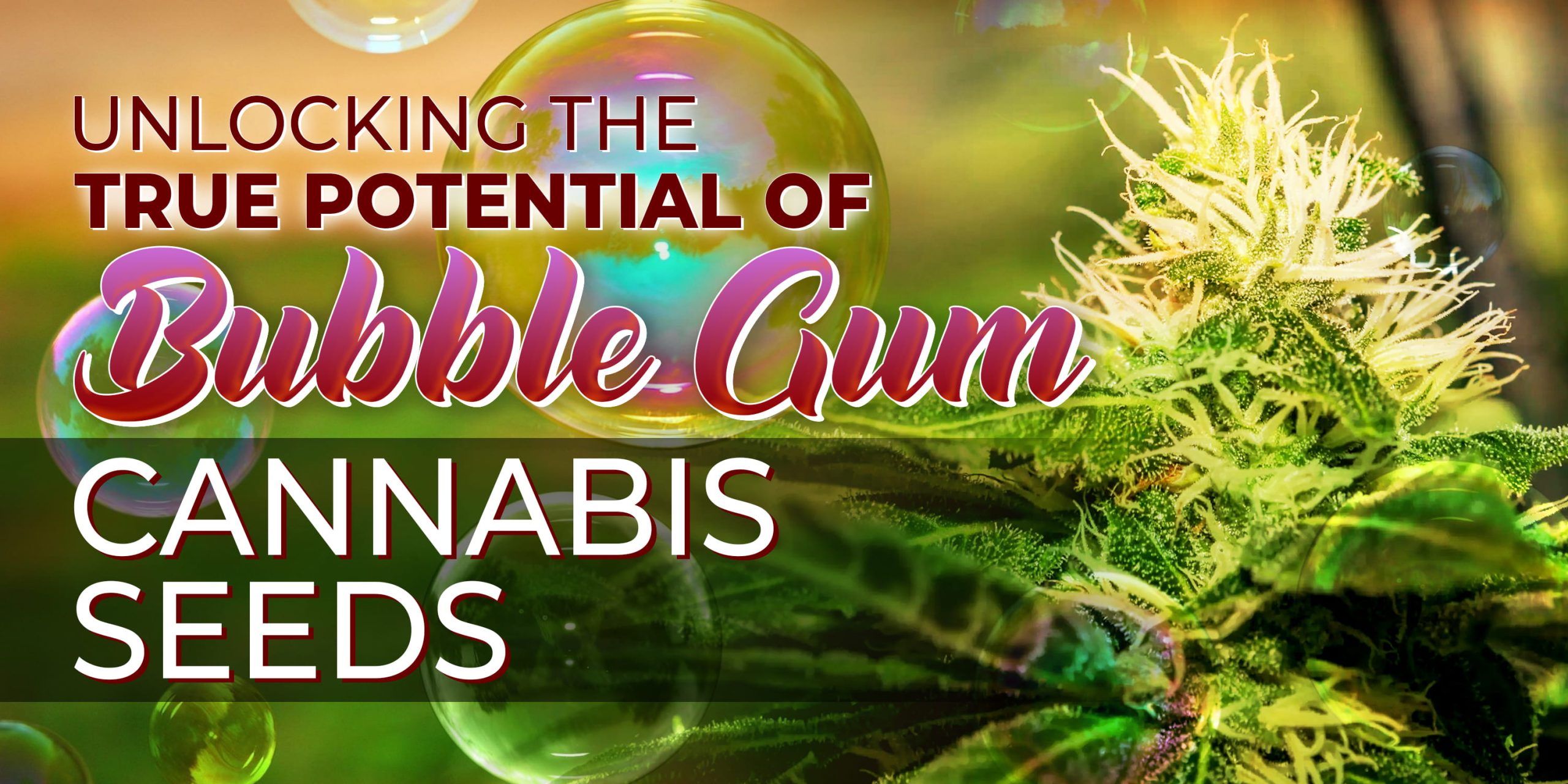 Unlocking The True Potential Of Bubble Gum Cannabis Seeds Min Scaled, Crop King Seeds