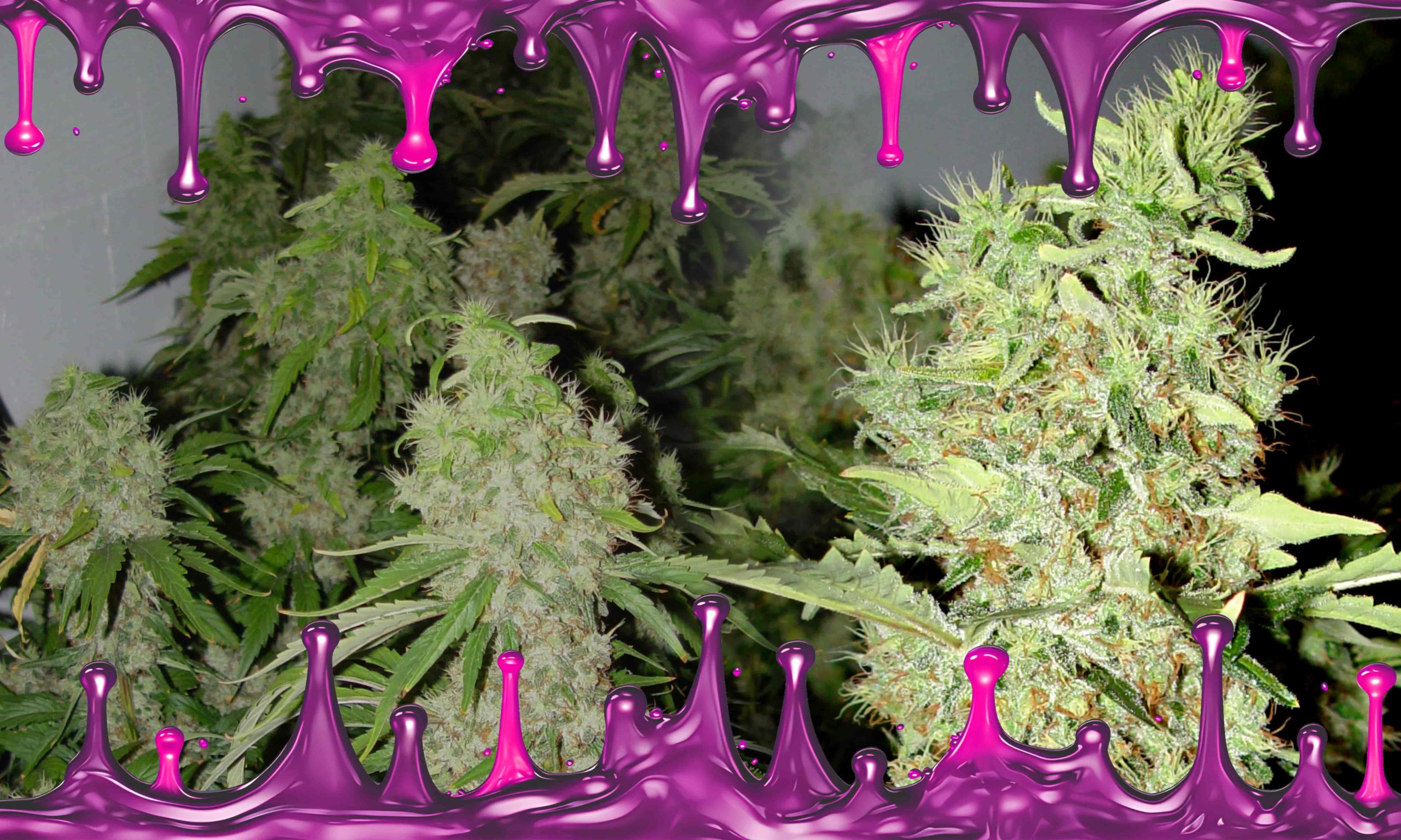 Unlocking The True Potential Of Bubble Gum Cannabis Seeds Pic 1 Min Scaled, Crop King Seeds