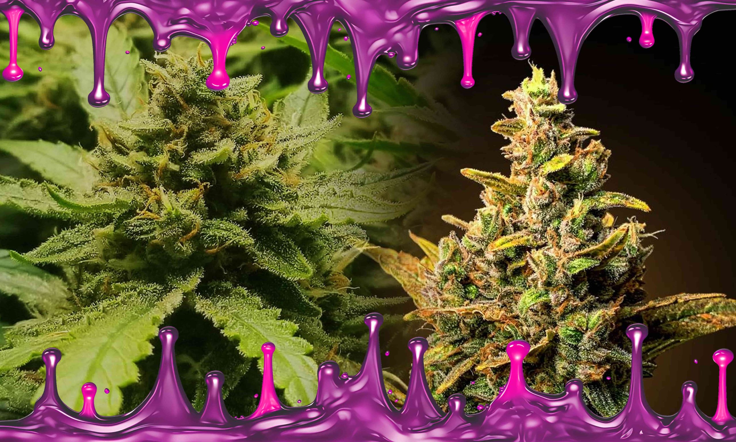 Unlocking The True Potential Of Bubble Gum Cannabis Seeds Pic 2 Min Scaled, Crop King Seeds