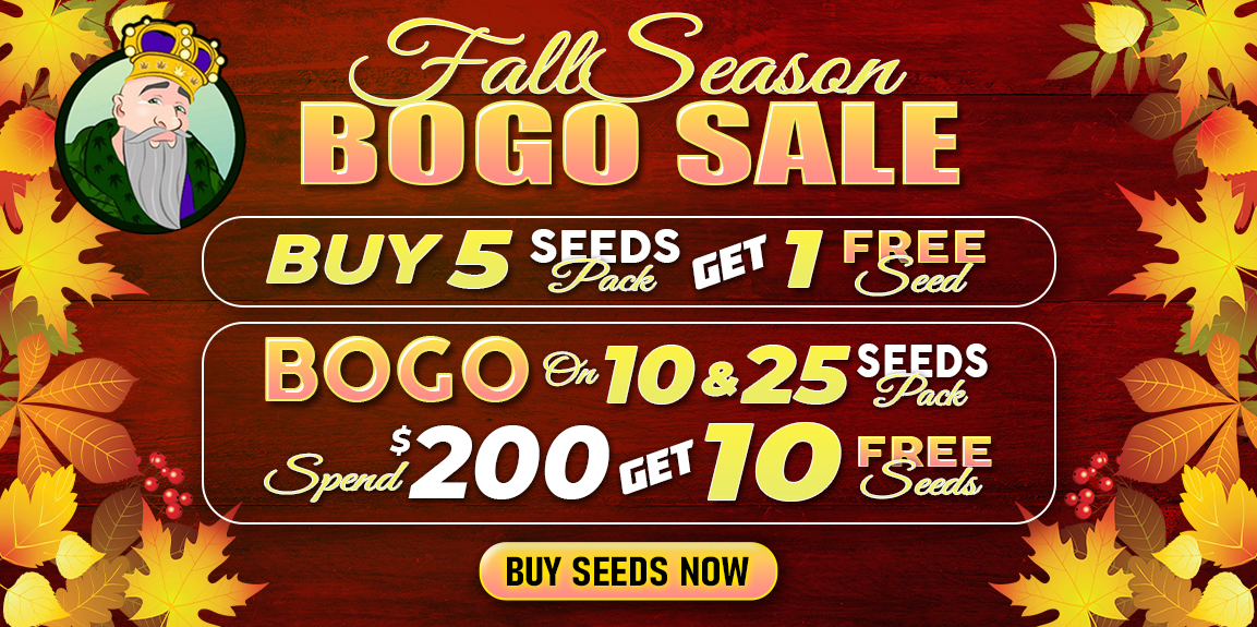 Autumn Sale CKS, Crop King Seeds